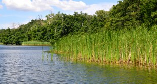 Como fazer um estudo de impacto ambiental